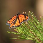 Monarch, Milkweed