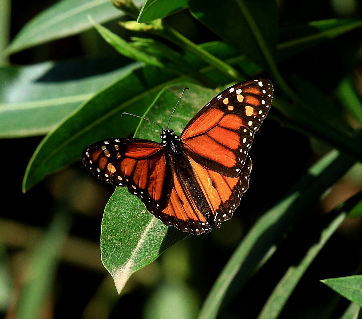 Monarch, Milkweed