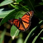 Monarch, Milkweed