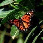 Monarch, Milkweed