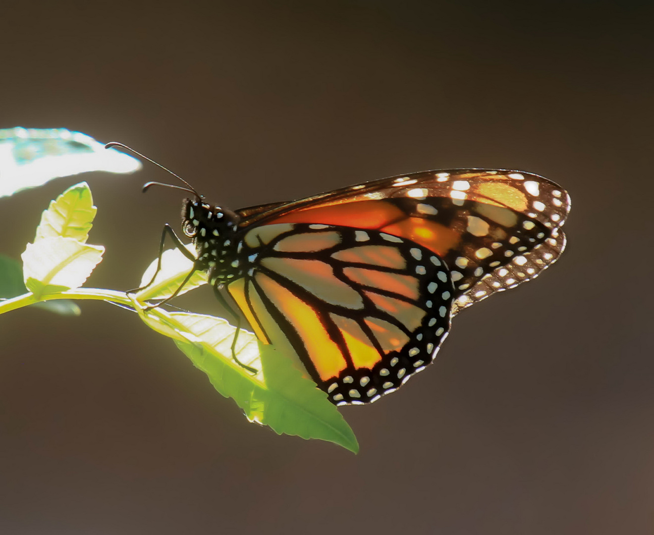 Monarch, Milkweed