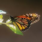 Monarch, Milkweed