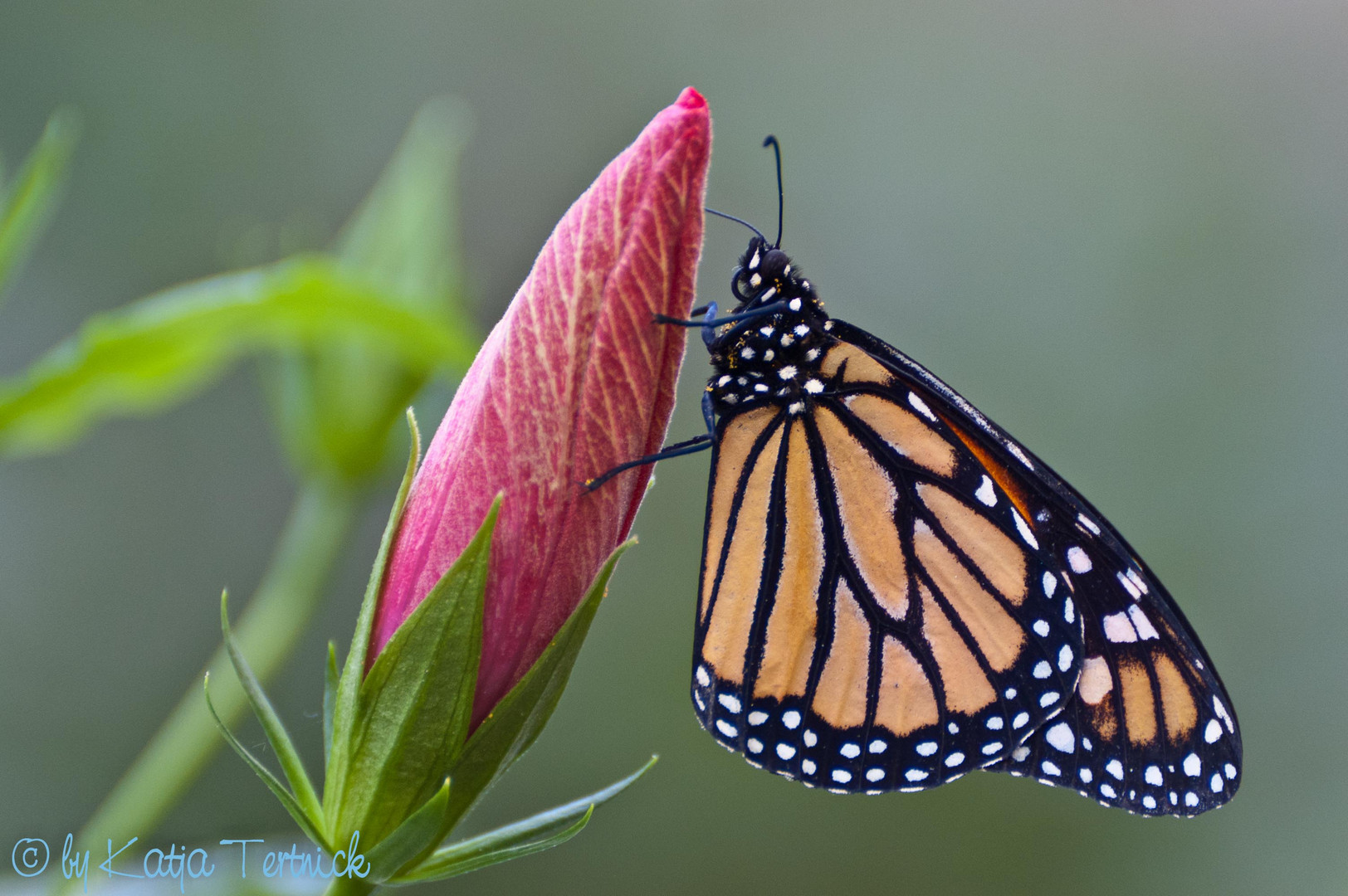 Monarch mit Hibiskus