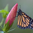 Monarch mit Hibiskus