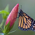 Monarch mit Hibiskus