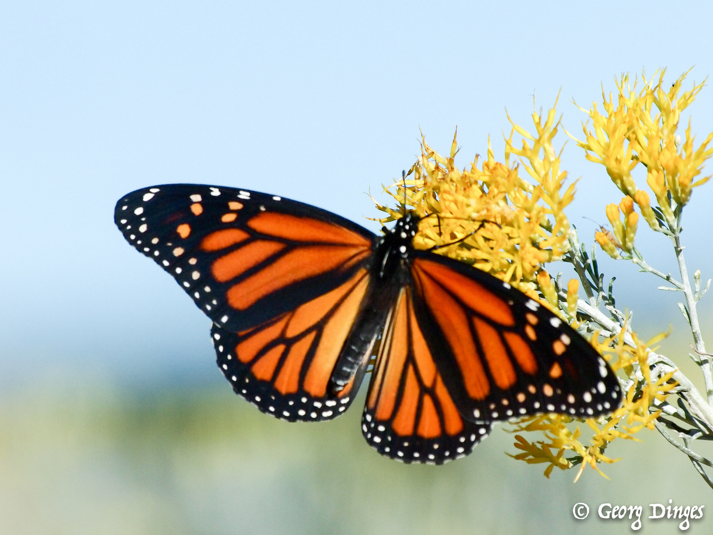 Monarch nahe Denver im Oktober 20131008