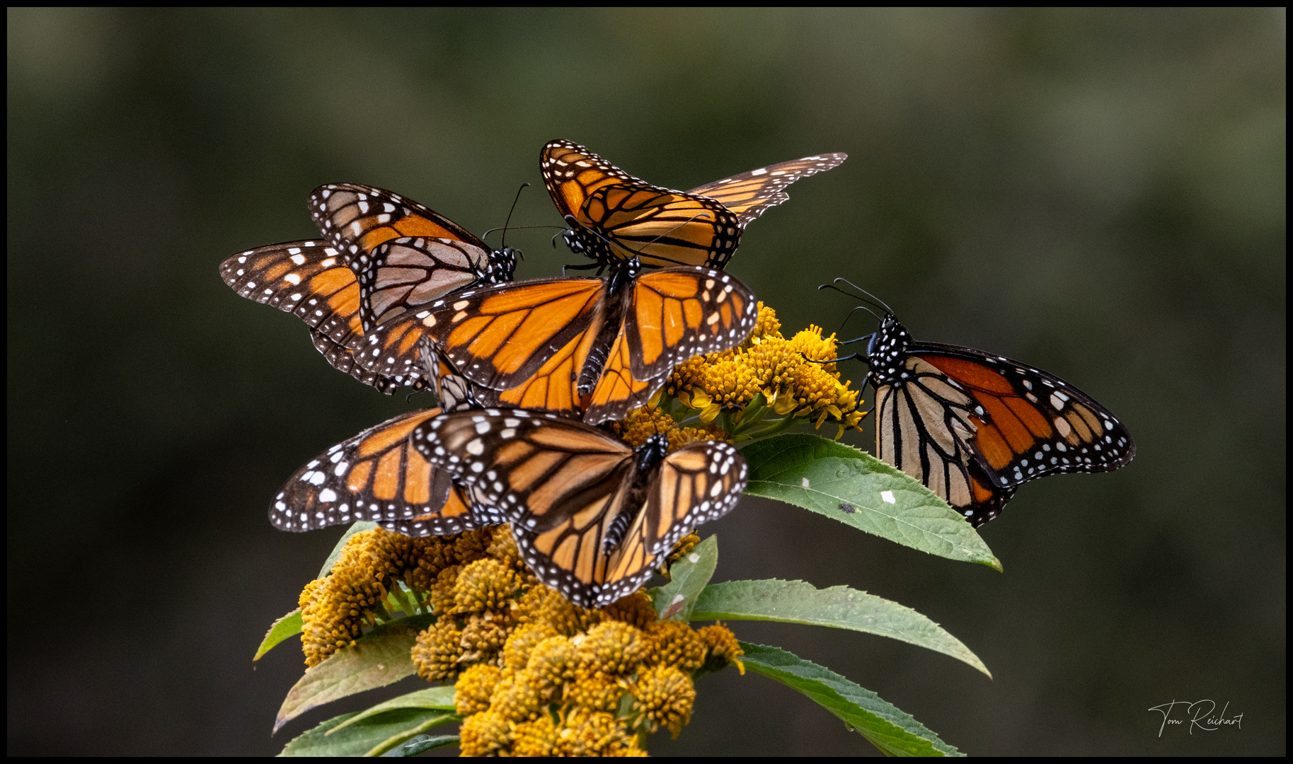 Monarch Schmetterling