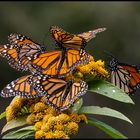 Monarch Schmetterling