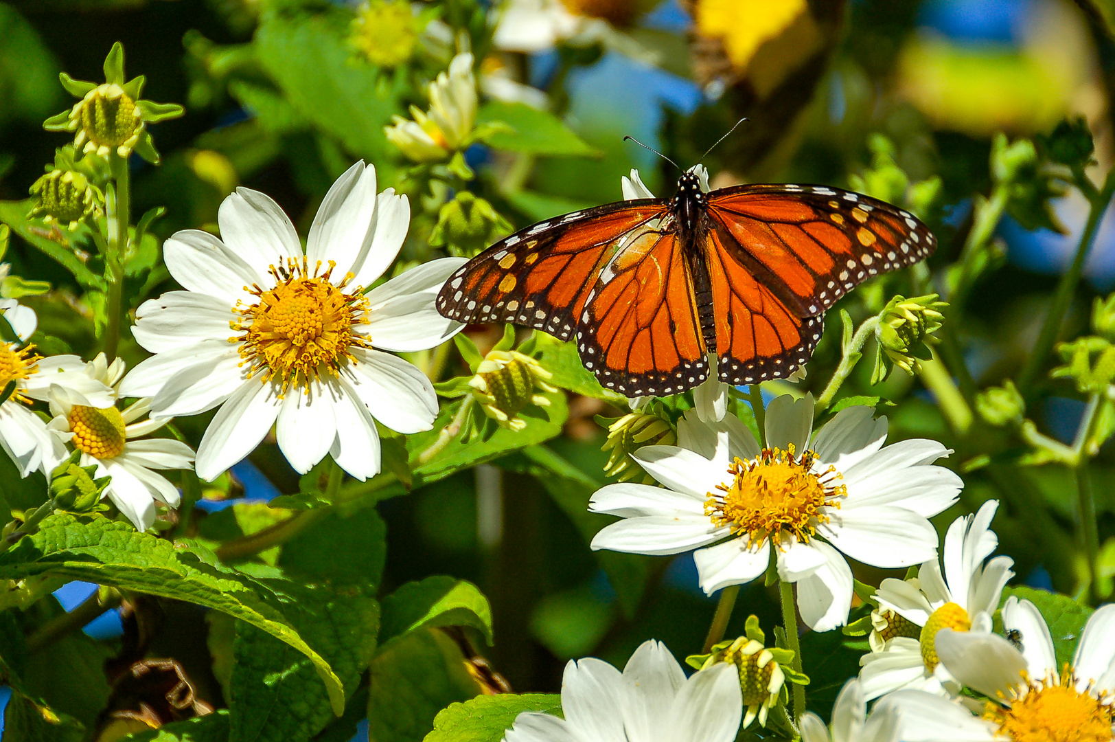 Monarch Schmetterling