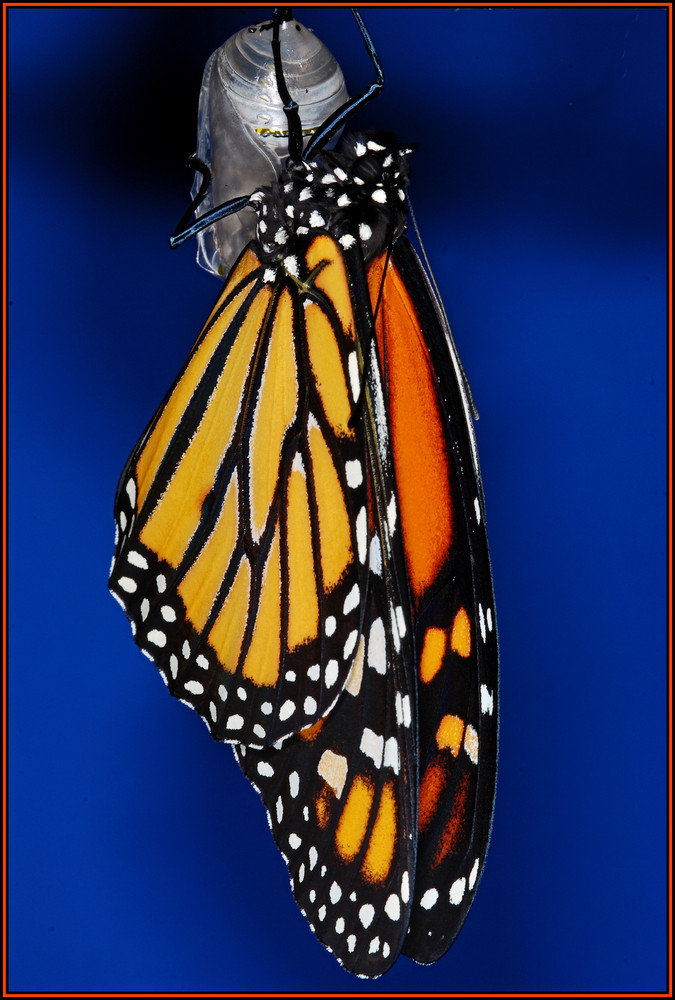 Monarch-Schmetterling