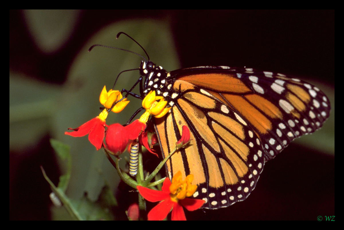 " Monarch " Schmetterlingsgarten in Uslar