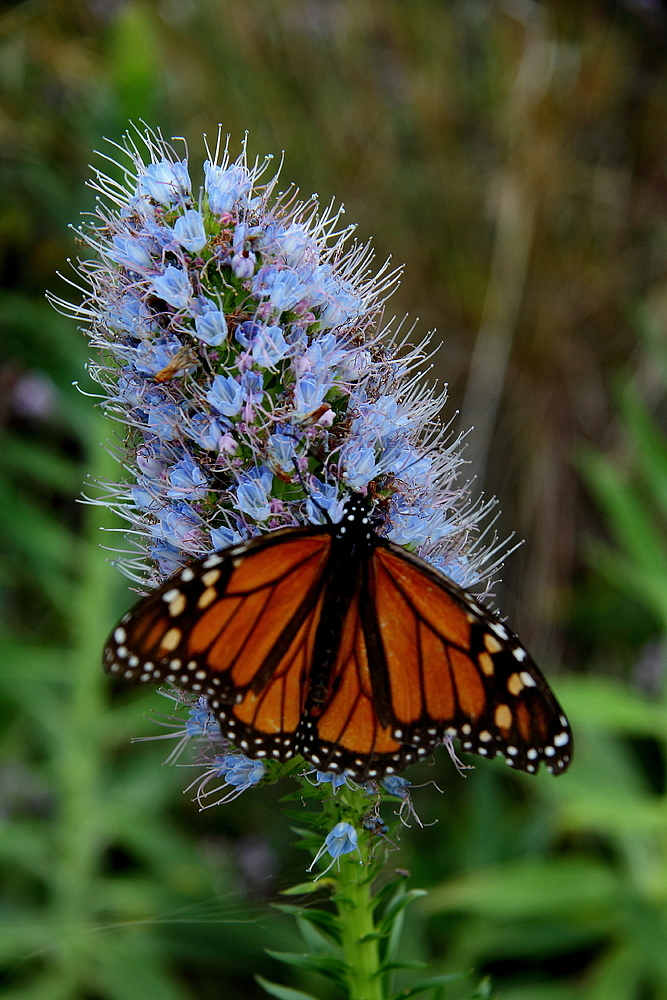 Monarch und Natternkopf