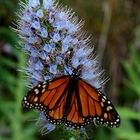 Monarch und Natternkopf