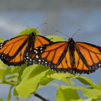 Monarch Zwillinge