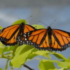 Monarch Zwillinge