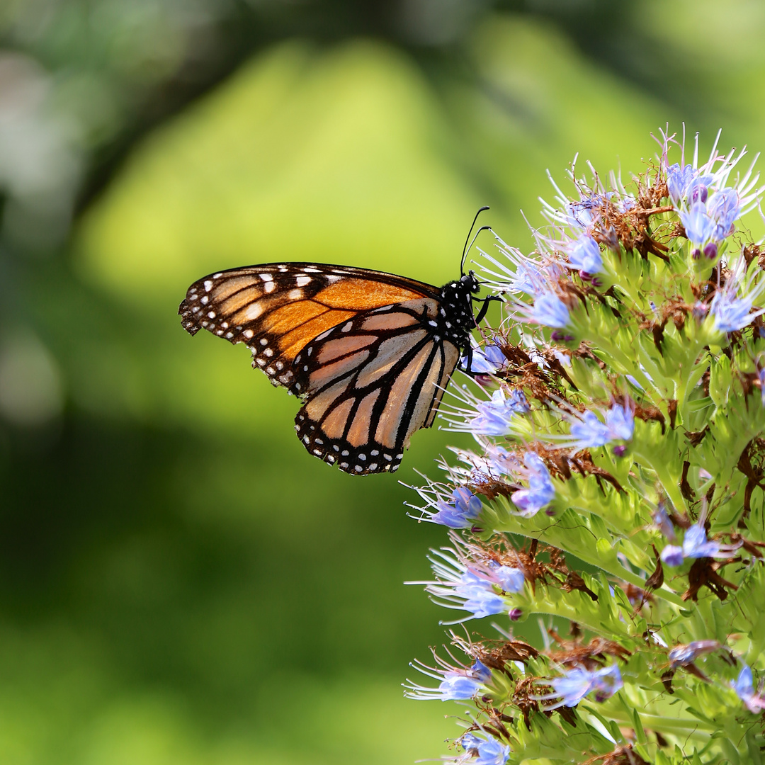 *Monarch*Butterfly*