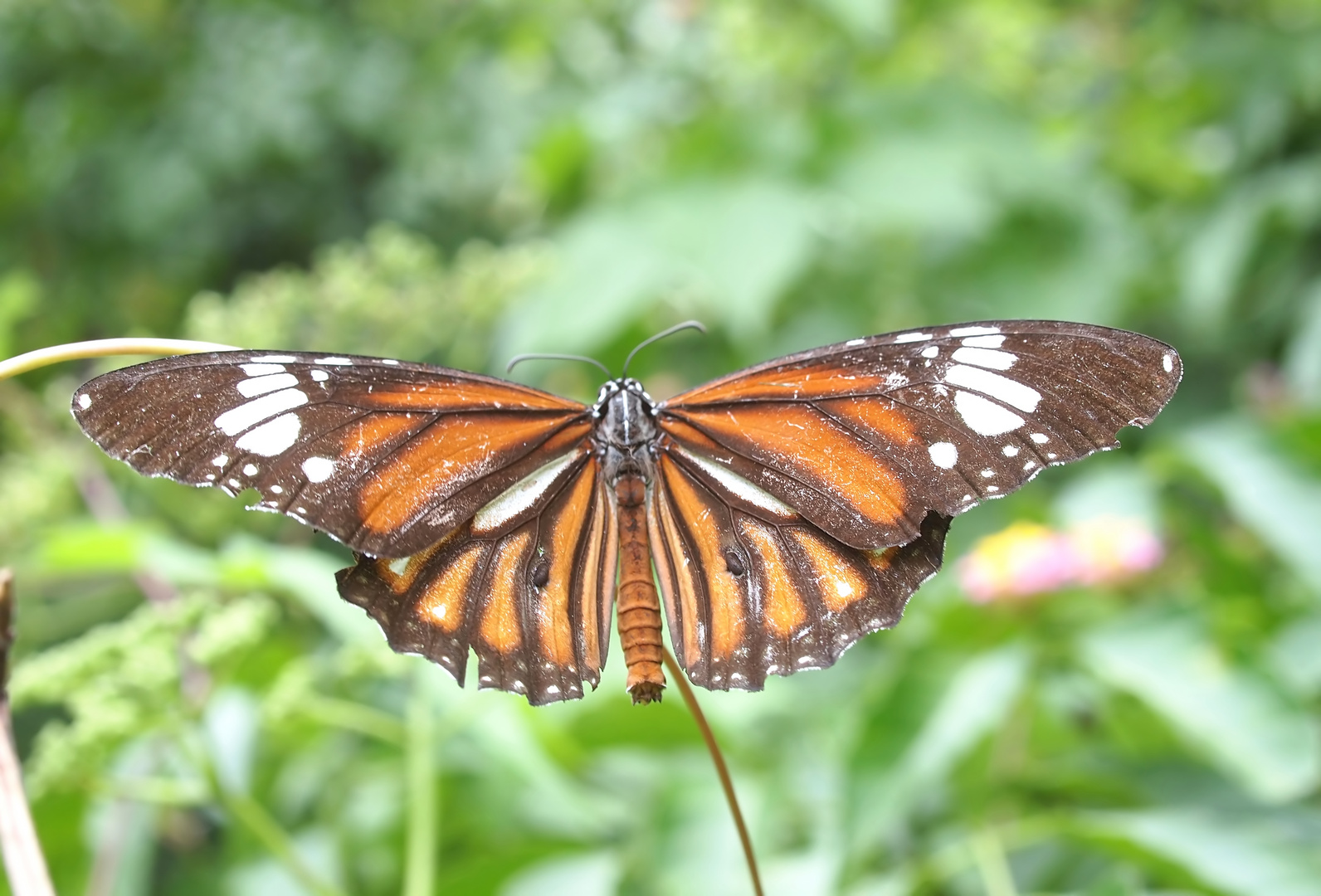 Monarchen & Verwandte - 3 - Danaus genutia