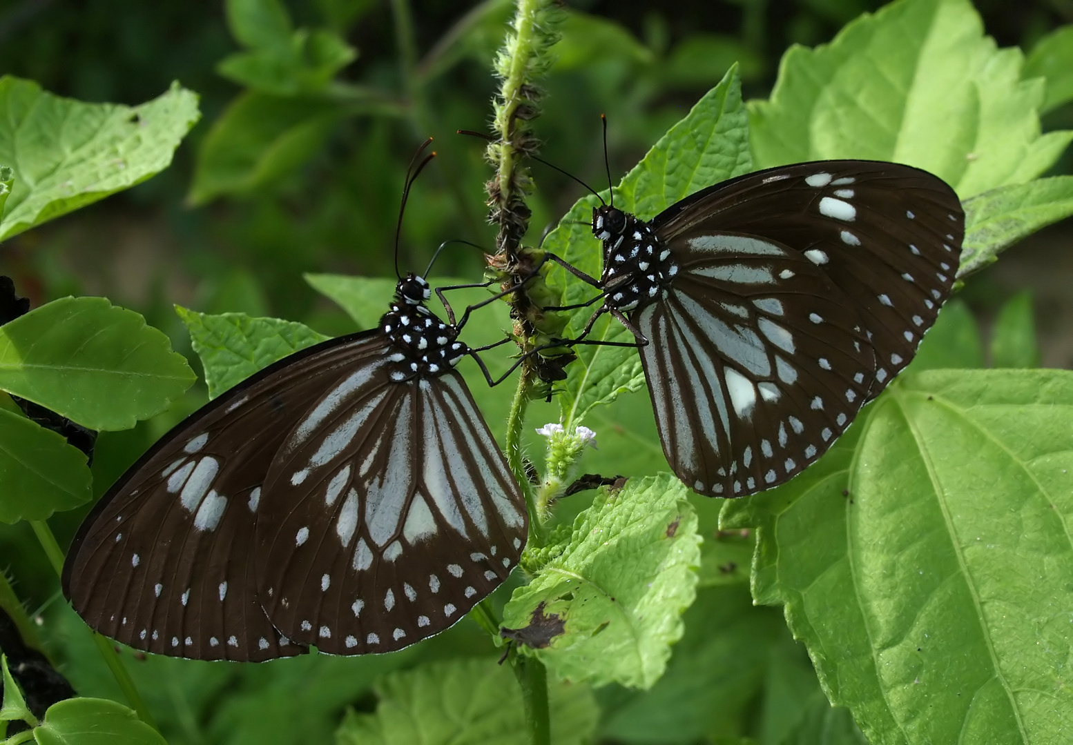 Monarchen & Verwandte - 4 - Euploea hewitsonii