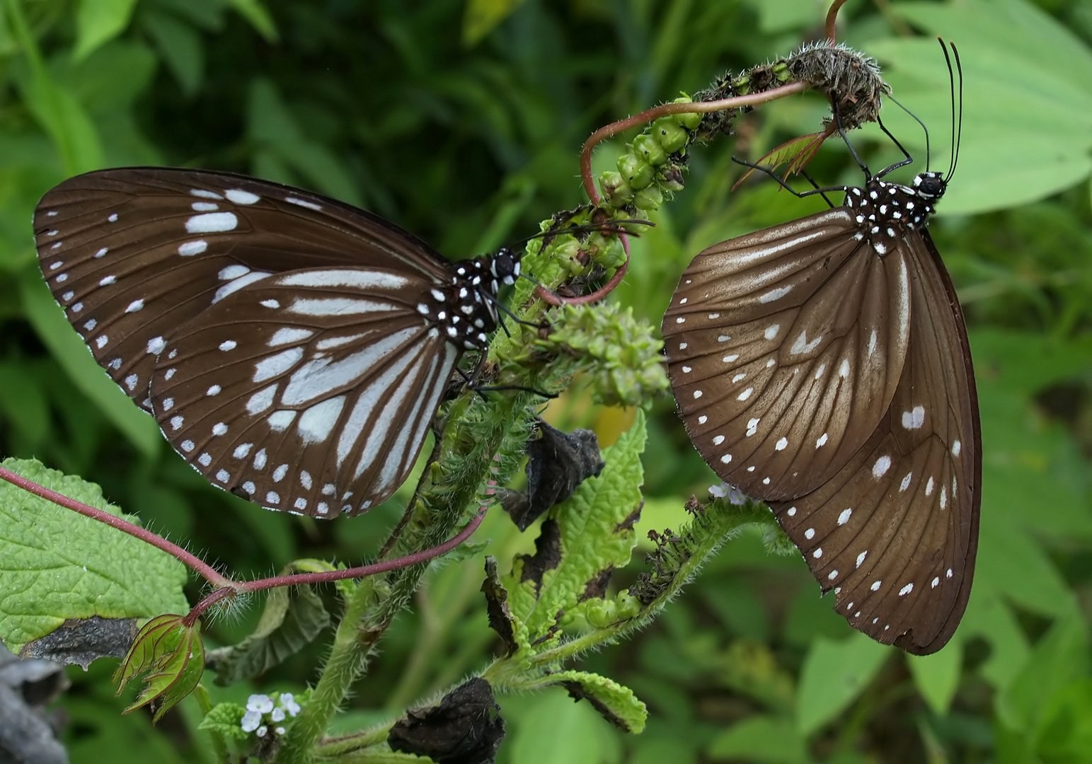 Monarchen & Verwandte - 6 - Euploea-Vielfalt