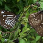 Monarchen & Verwandte - 6 - Euploea-Vielfalt