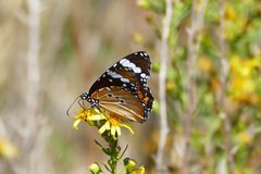  Monarchfalter