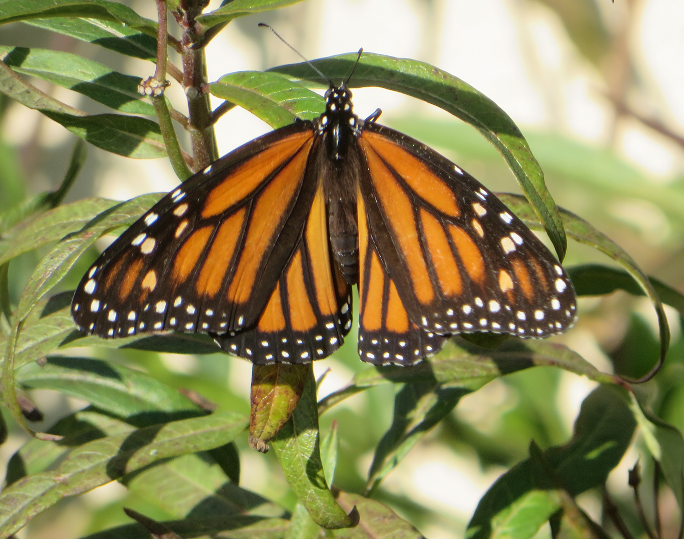 Monarchfalter - American Monarch