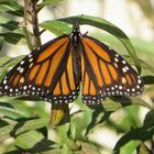 Monarchfalter - American Monarch