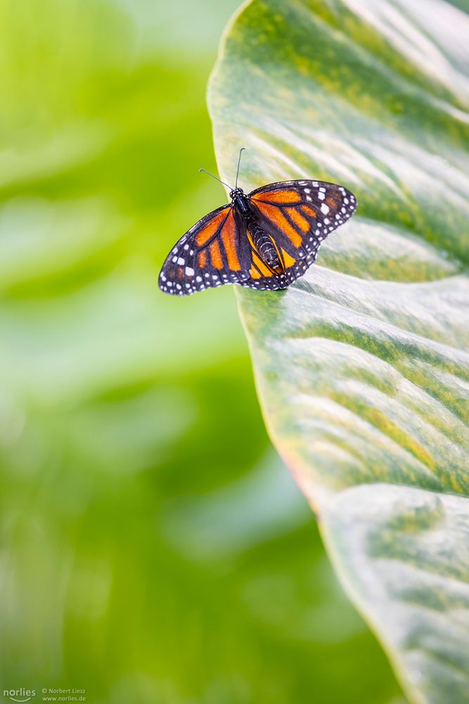 Monarchfalter auf Blatt