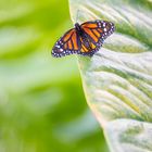 Monarchfalter auf Blatt