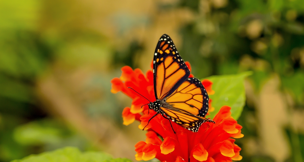 Monarchfalter auf Blume