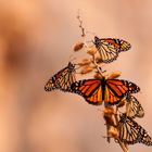 Monarchfalter auf der Durchreise in Big Bend Nationalpark,Texas