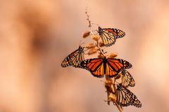 Monarchfalter auf der Durchreise in Big Bend Nationalpark,Texas