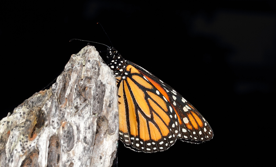 Monarchfalter bei der Rast