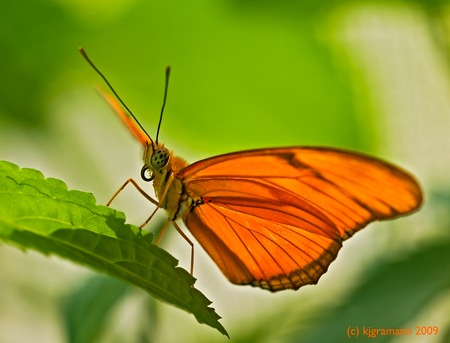 monarchfalter (danaus chrysippus)