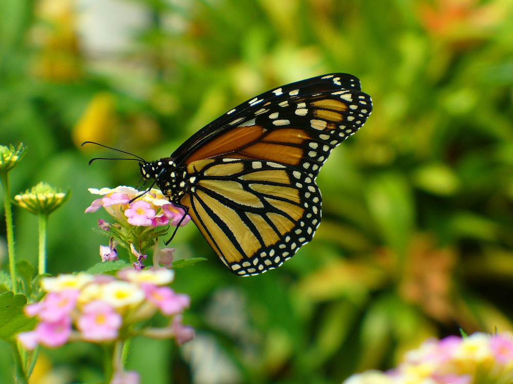 Monarchfalter - Danaus plexippus