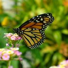 Monarchfalter - Danaus plexippus