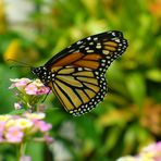 Monarchfalter - Danaus plexippus