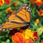 Monarchfalter (Danaus plexippus)