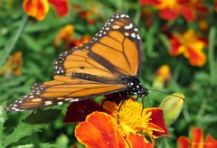 Monarchfalter (Danaus plexippus)