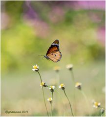 monarchfalter (danaus plexippus).....