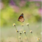 monarchfalter (danaus plexippus).....