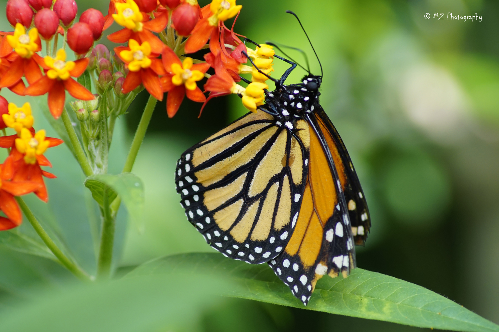 Monarchfalter ( Danaus plexippus )