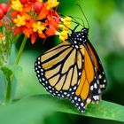 Monarchfalter ( Danaus plexippus )