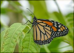 Monarchfalter  ~~~  Danaus plexippus