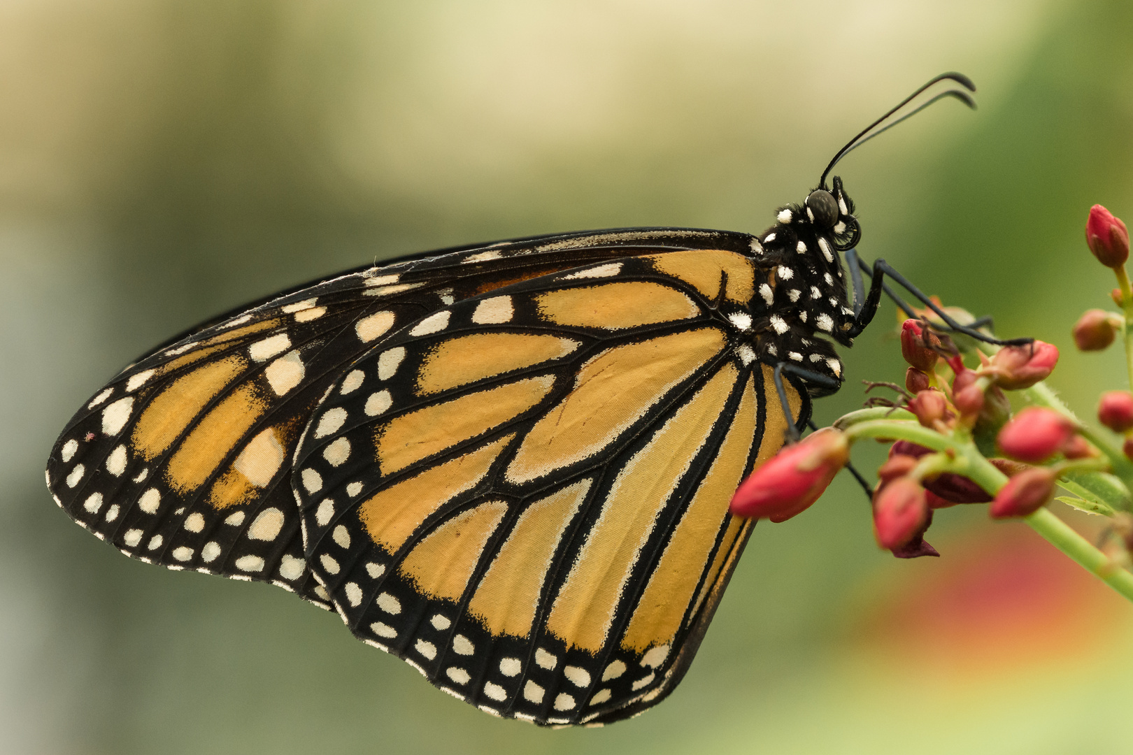 Monarchfalter - Danaus plexippus