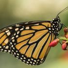 Monarchfalter - Danaus plexippus