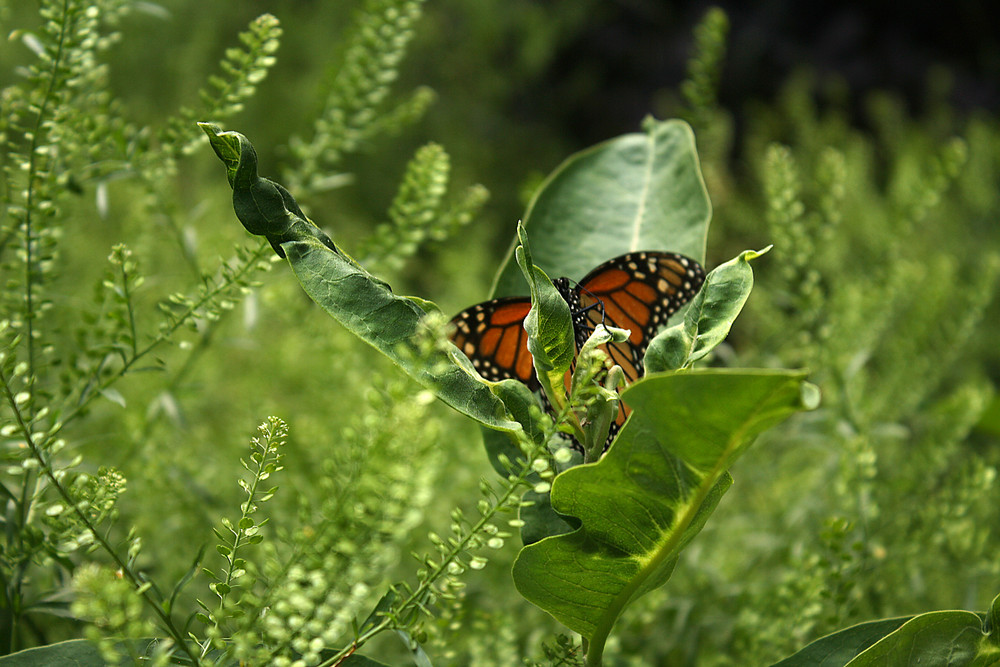 Monarchfalter (Danaus plexippus)