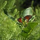 Monarchfalter (Danaus plexippus)