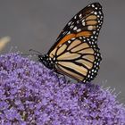 Monarchfalter (Danaus plexippus) - Madeira