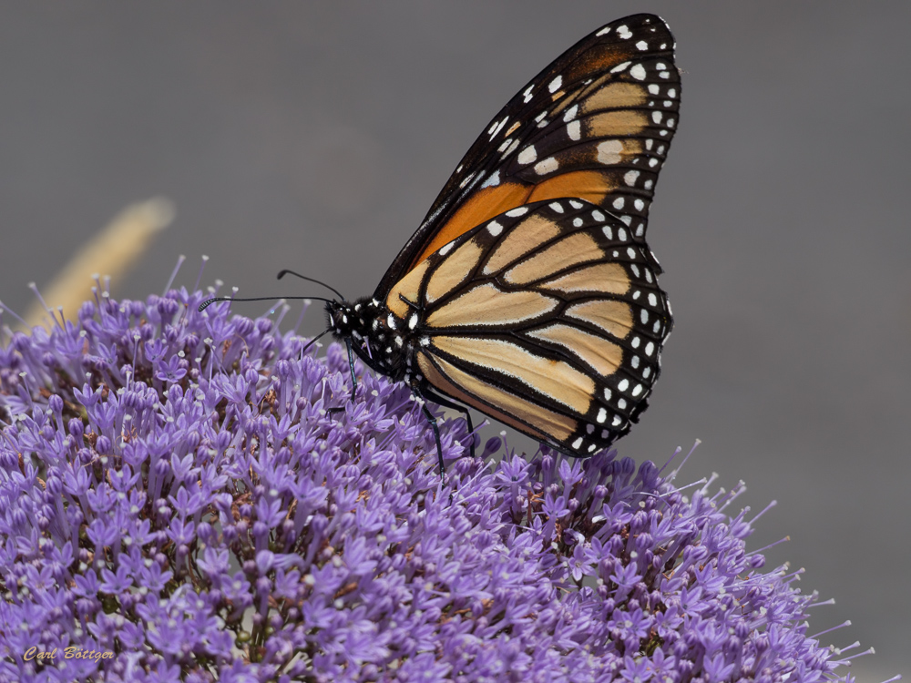 Monarchfalter (Danaus plexippus) - Madeira